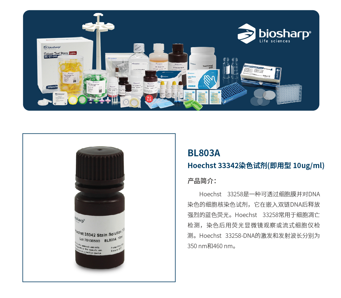 Biosharp BL803A Hoechst 33342染色试剂（即用型 10ug/ml） 试剂仪器耗材